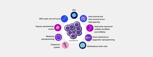 Glioblastoma multiforme (GBM) is a primary brain tumor that is very aggressive, resistant to treatment, and characterized by a high degree of anaplasia and proliferation. Routine treatment includes ablative surgery, chemotherapy, and radiotherapy. However, GMB rapidly relapses and develops radioresistance. Here, we briefly review the mechanisms underpinning radioresistance and discuss research to stop it and install anti-tumor defenses. Factors that participate in radioresistance are varied and include stem cells, tumor heterogeneity, tumor microenvironment, hypoxia, metabolic reprogramming, the chaperone system, non-coding RNAs, DNA repair, and extracellular vesicles (EVs). We direct our attention toward EVs because they are emerging as promising candidates as diagnostic and prognostication tools and as the basis for developing nanodevices for delivering anti-cancer agents directly into the tumor mass. EVs are relatively easy to obtain and manipulate to endow them with the desired anti-cancer properties and to administer them using minimally invasive procedures. Thus, isolating EVs from a GBM patient, supplying them with the necessary anti-cancer agent and the capability of recognizing a specified tissue-cell target, and reinjecting them into the original donor appears, at this time, as a reachable objective of personalized medicine.